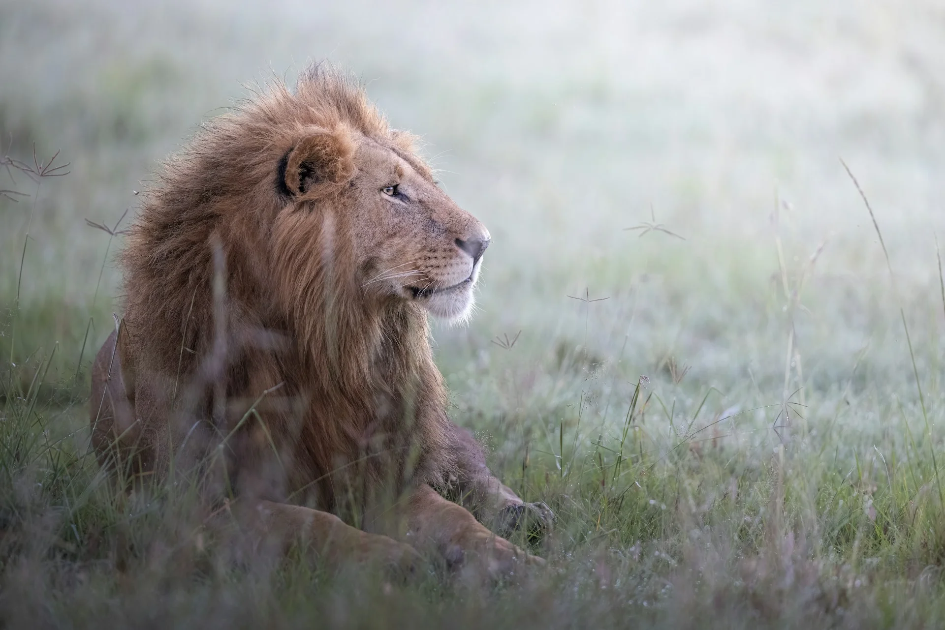 Maasai Mara: Breathtaking Wildlife and Memories for Life