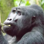 Serengeti Dreams: A Journey Through Africa’s Living Eden