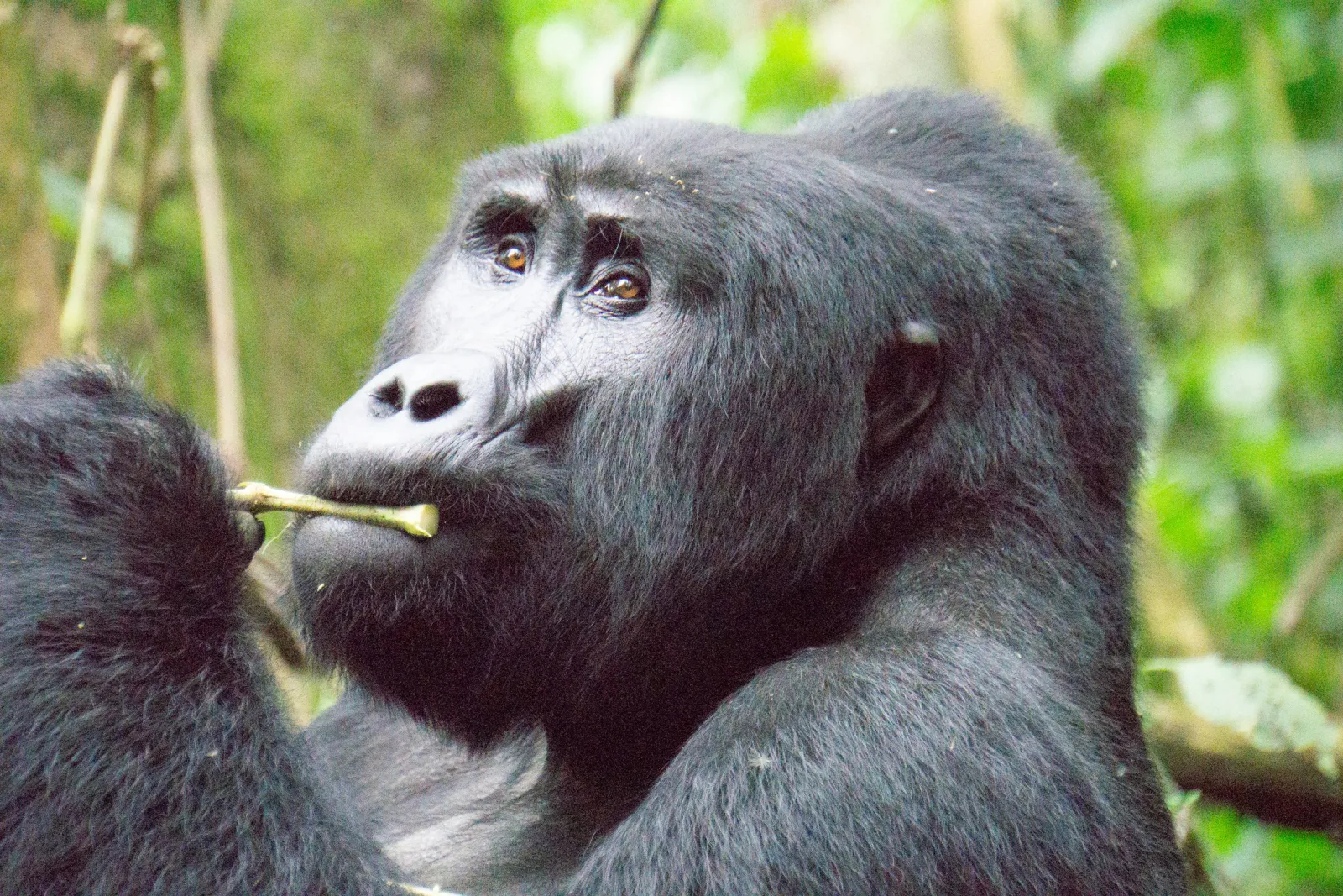 20 Magical Things to See and Do in Bwindi for the Ultimate Jungle Escape