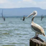 You Won’t Believe These 8 Epic Experiences in Hells Gate National Park