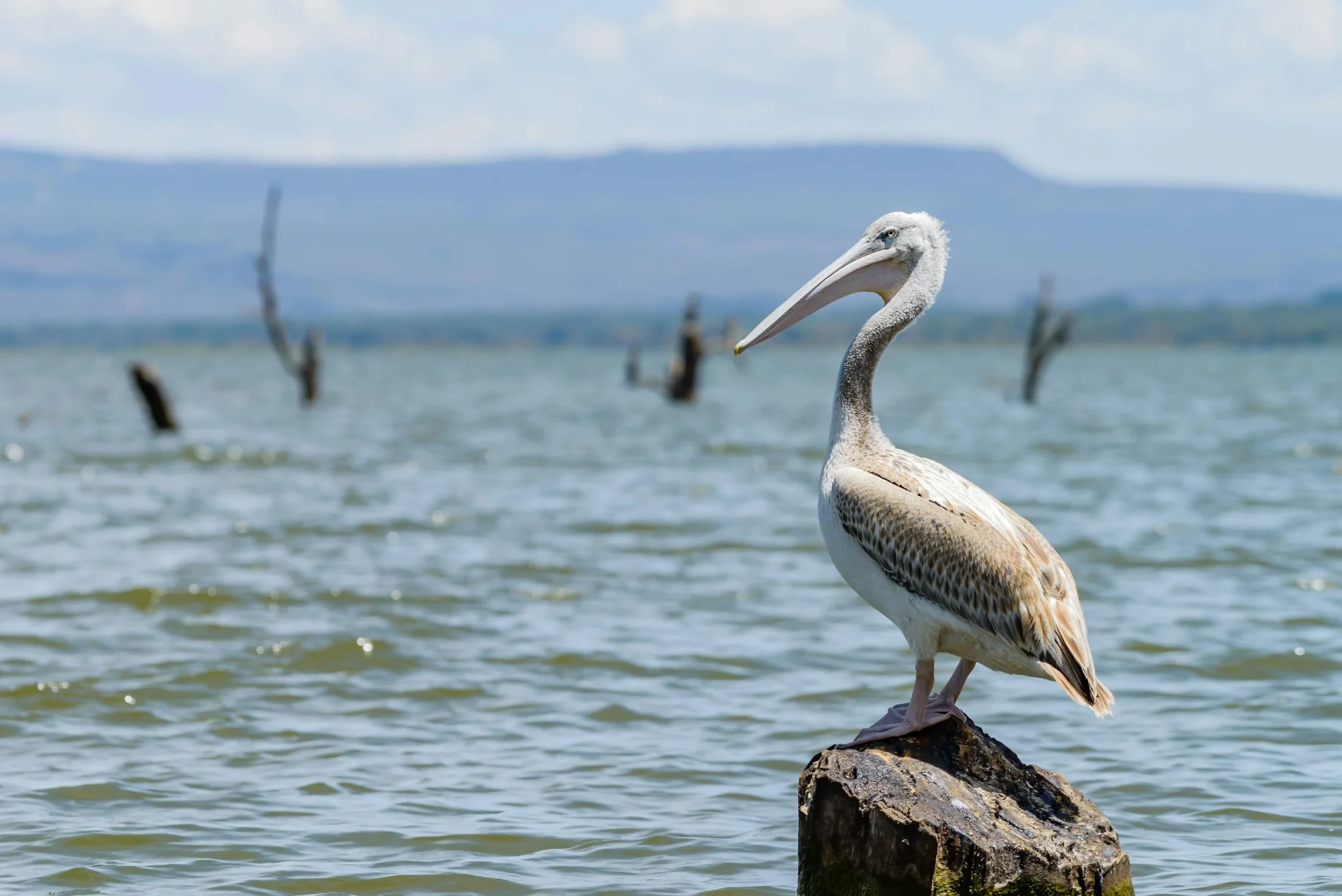 Lake Naivasha: Where Kenya’s Wild Heart Finds Its Calm