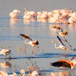 10 Epic Adventures in Amboseli to Supercharge Your African Wildlife Journey