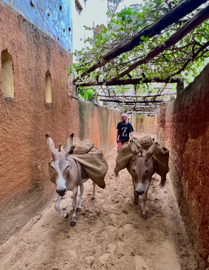 Lamu Shela Donkeys in the street