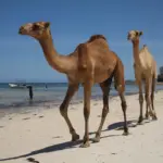 8 Unforgettable Reasons Why Kilifi is Kenya’s Hidden Coastal Gem You Must Explore Now!