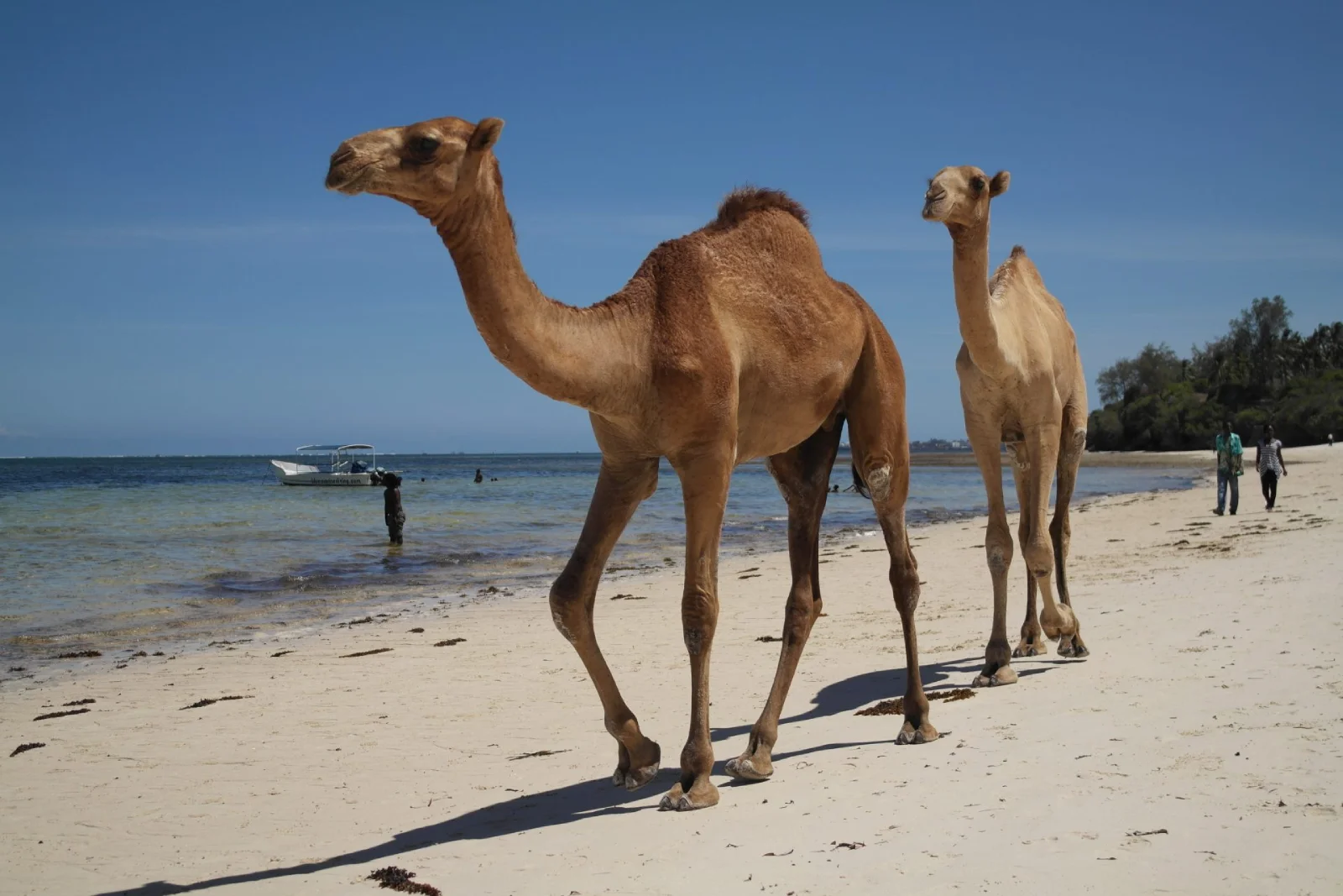 10 Epic “Mombasa Raha” Moments : Uncover Coastal Magic, Gourmet Delights & Timeless Culture