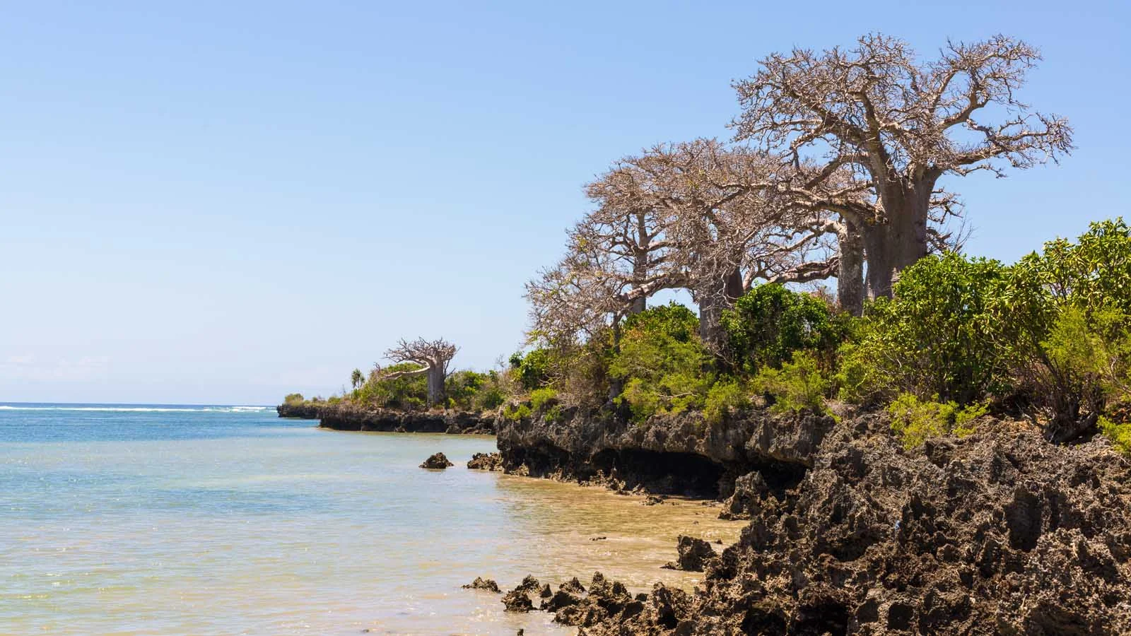 Pemba Zanzibar Baobab Trees