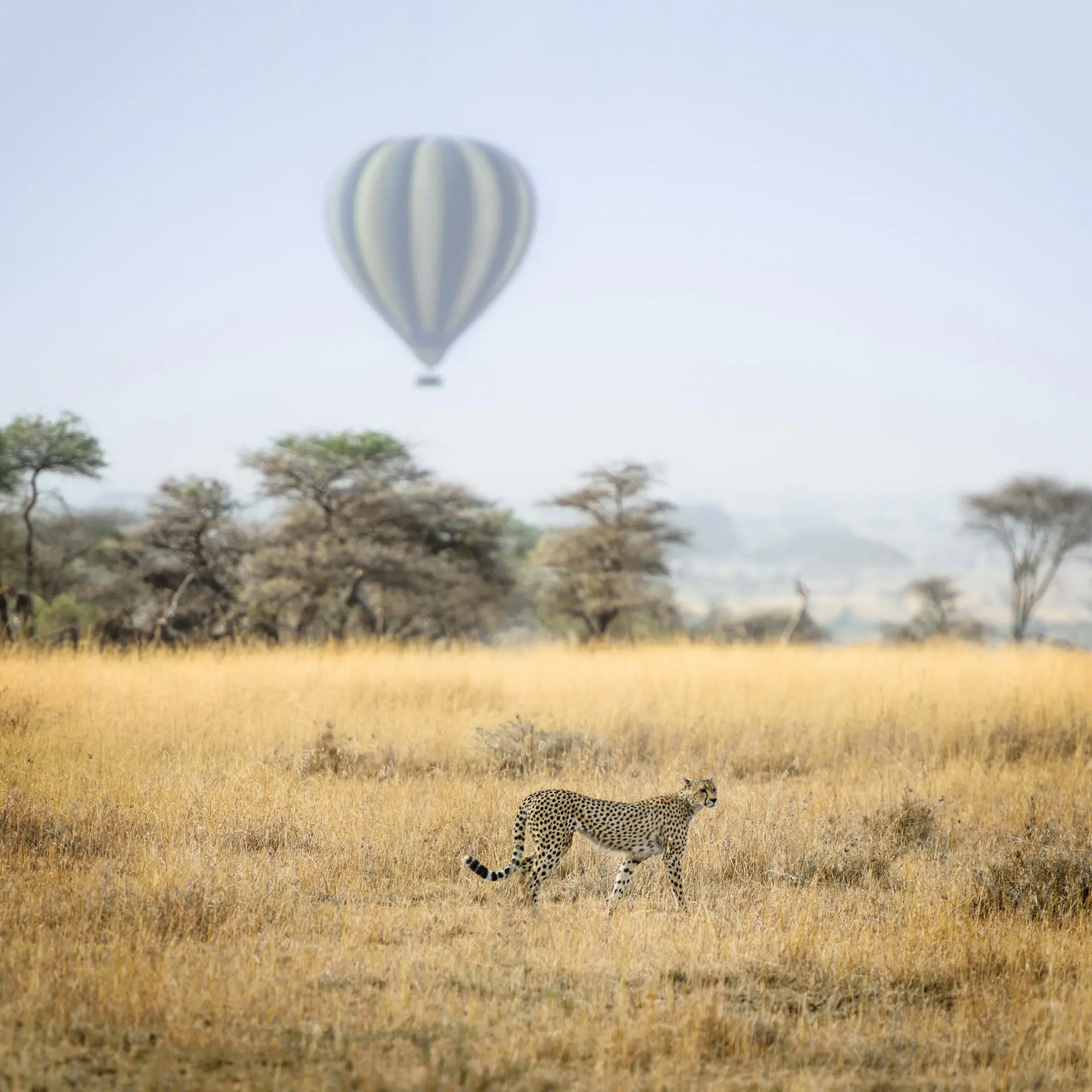 Serengeti Dreams: A Journey Through Africa’s Living Eden