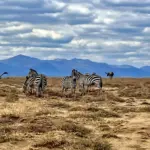 9 Epic Safari Moments in Ngorongoro: Where Nature, History, and Adventure Collide