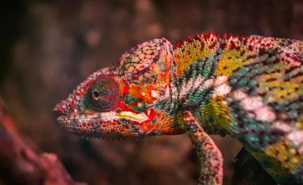 Madagascar Island Panther Chameleon Wildlife Animal